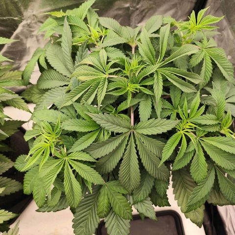 Master Kush growlog timeline photo