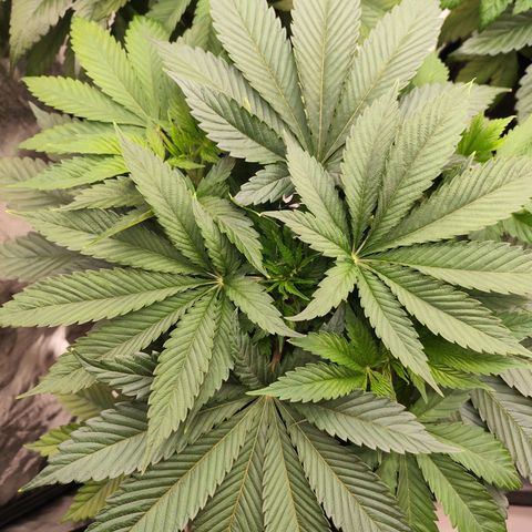 Master Kush growlog timeline photo
