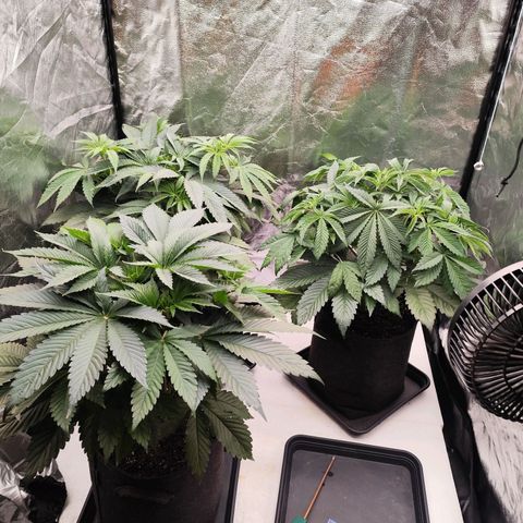 Master Kush growlog timeline photo