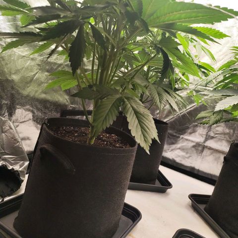 Master Kush growlog timeline photo