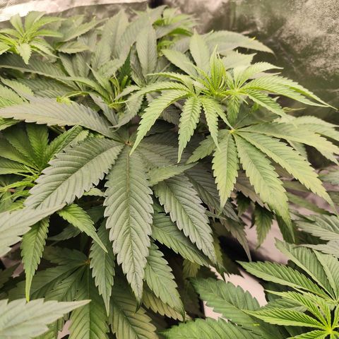 Master Kush growlog timeline photo