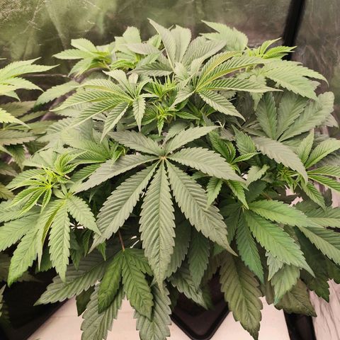Master Kush growlog timeline photo