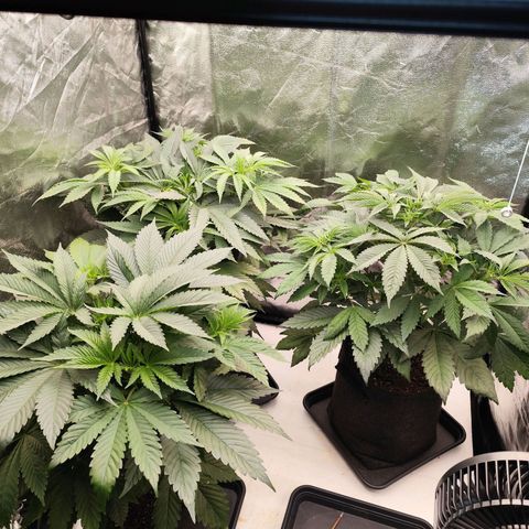 Master Kush growlog timeline photo