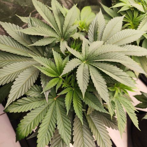 Master Kush growlog timeline photo