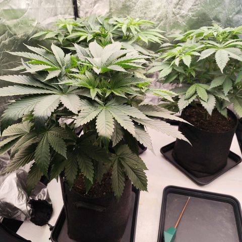 Master Kush growlog timeline photo