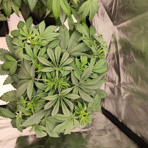Master Kush growlog timeline photo
