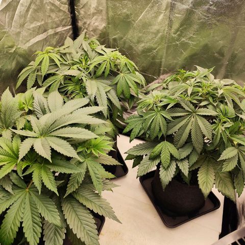 Master Kush growlog timeline photo