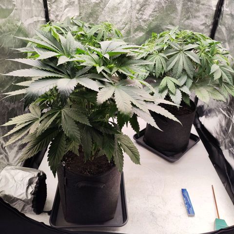 Master Kush growlog timeline photo