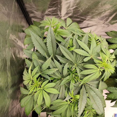 Master Kush growlog timeline photo