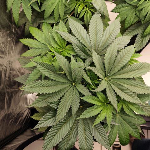 Master Kush growlog timeline photo
