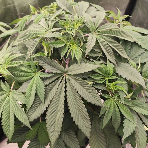 Master Kush growlog timeline photo