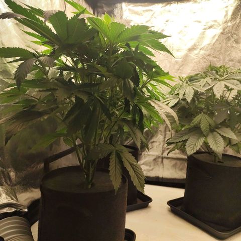 Master Kush growlog timeline photo