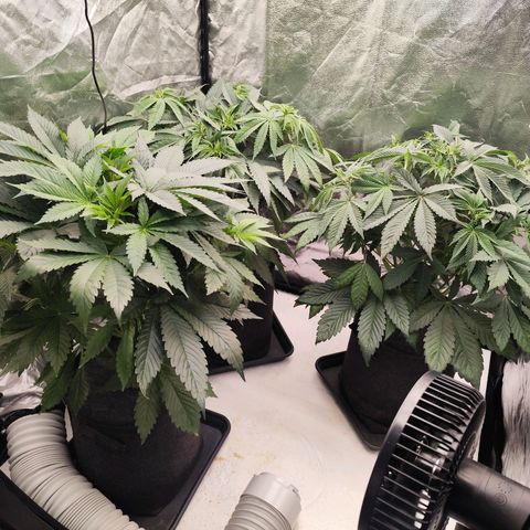 Master Kush growlog timeline photo