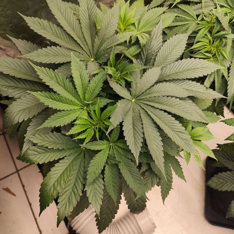 Master Kush growlog timeline photo