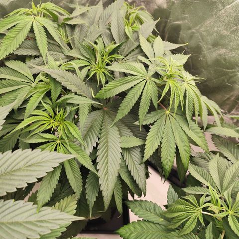 Master Kush growlog timeline photo