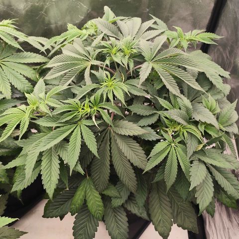 Master Kush growlog timeline photo