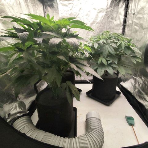 Master Kush growlog timeline photo