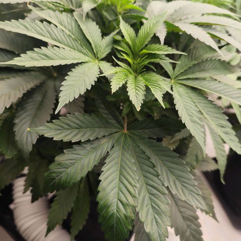 Master Kush growlog timeline photo