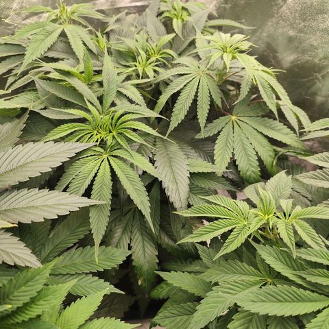 Master Kush growlog timeline photo