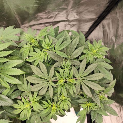 Master Kush growlog timeline photo