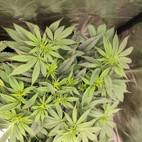 Master Kush growlog timeline photo
