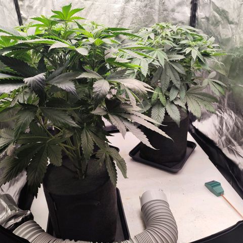 Master Kush growlog timeline photo