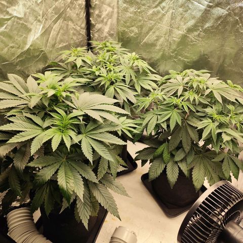 Master Kush growlog timeline photo