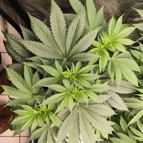 Master Kush growlog timeline photo