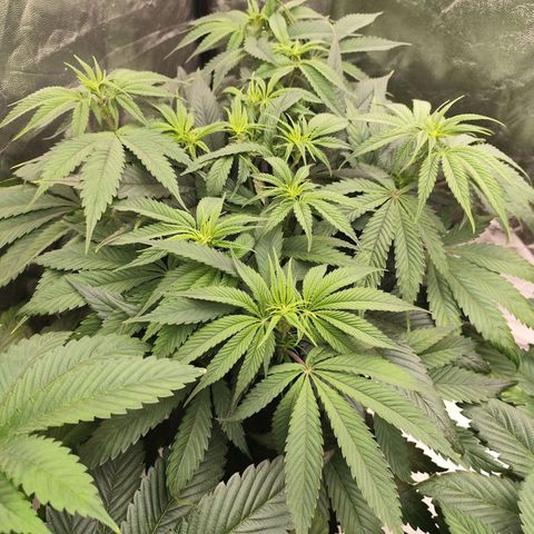 Master Kush growlog timeline photo
