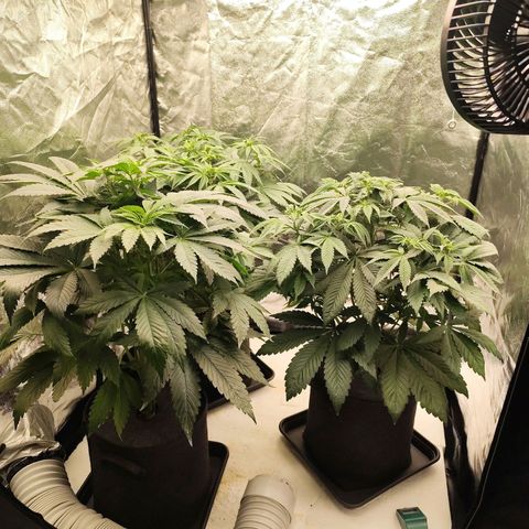 Master Kush growlog timeline photo