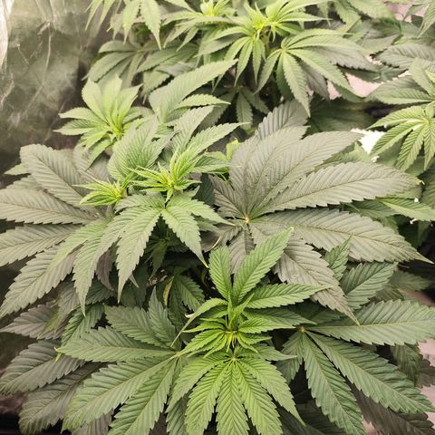 Master Kush growlog timeline photo
