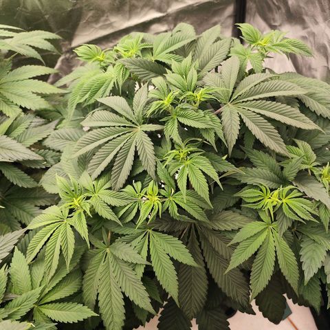 Master Kush growlog timeline photo