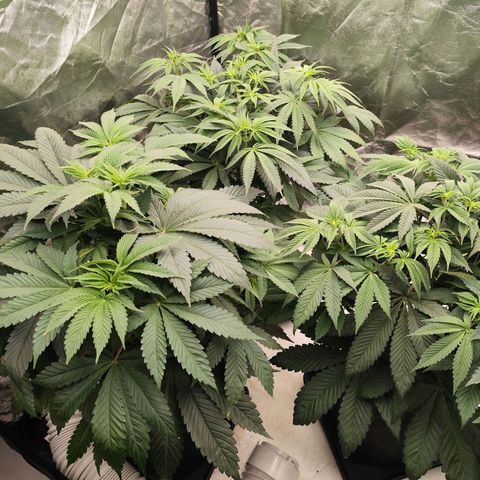 Master Kush growlog timeline photo