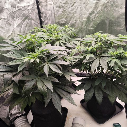 Master Kush growlog timeline photo