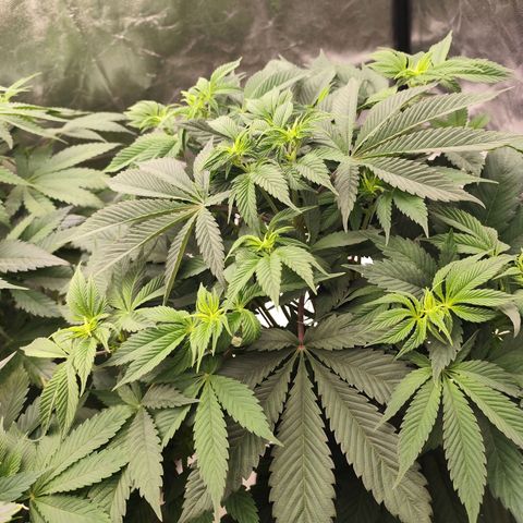 Master Kush growlog timeline photo