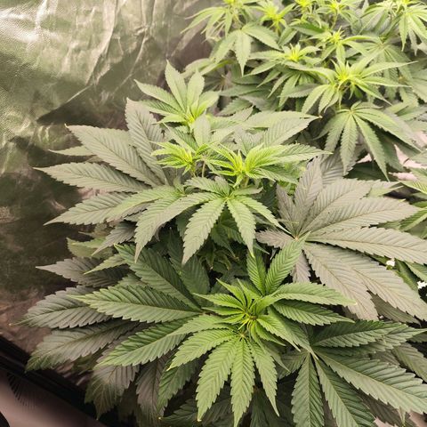 Master Kush growlog timeline photo