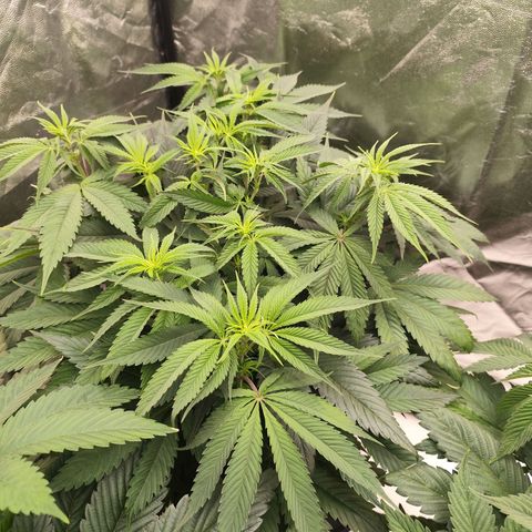 Master Kush growlog timeline photo