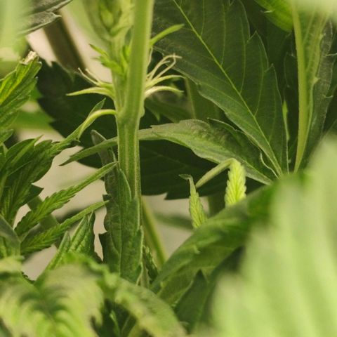 Master Kush growlog timeline photo