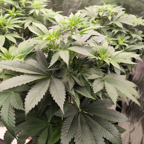 Master Kush growlog timeline photo