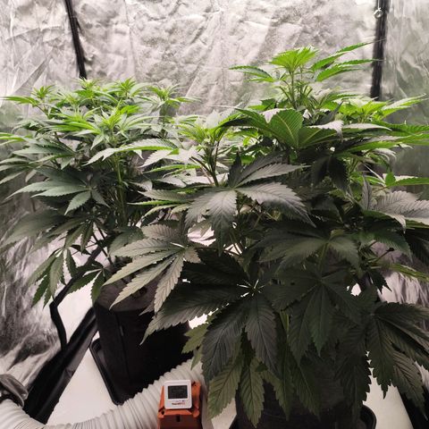 Master Kush growlog timeline photo