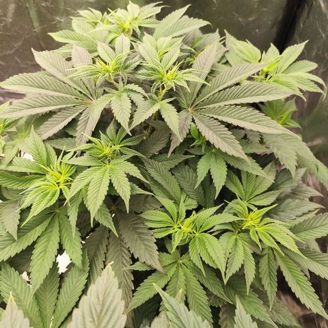 Master Kush growlog timeline photo