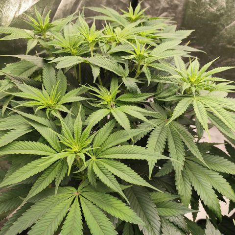 Master Kush growlog timeline photo