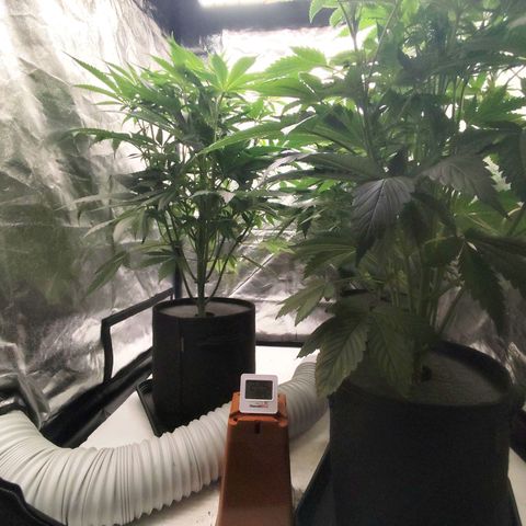 Master Kush growlog timeline photo