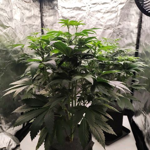 Master Kush growlog timeline photo