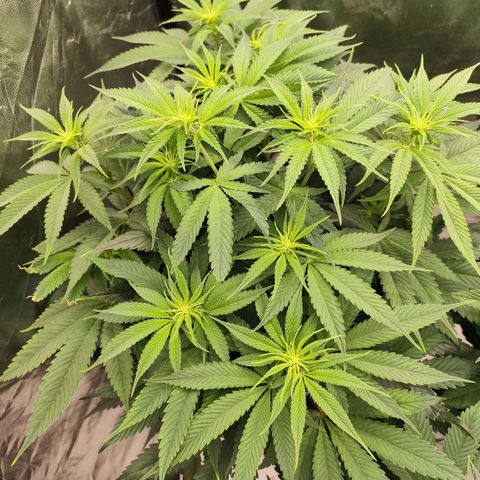 Master Kush growlog timeline photo