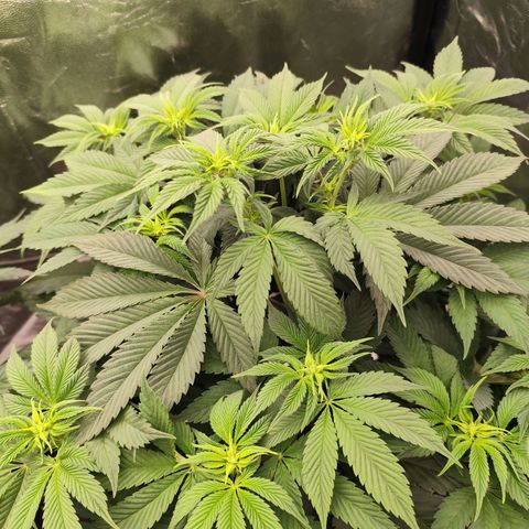 Master Kush growlog timeline photo
