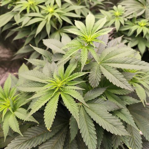 Master Kush growlog timeline photo