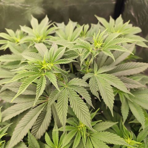 Master Kush growlog timeline photo
