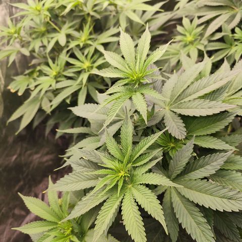 Master Kush growlog timeline photo