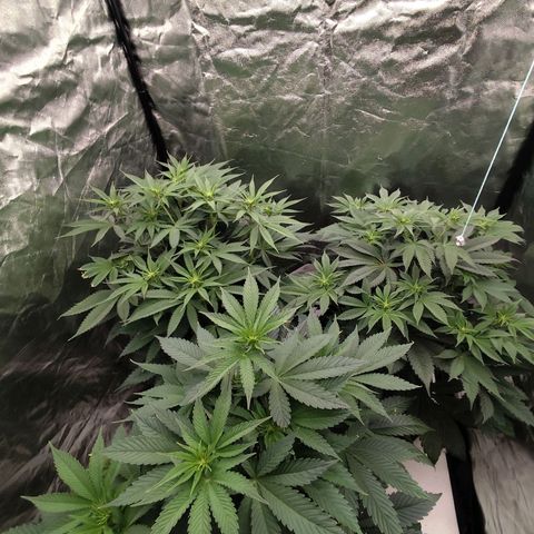 Master Kush growlog timeline photo